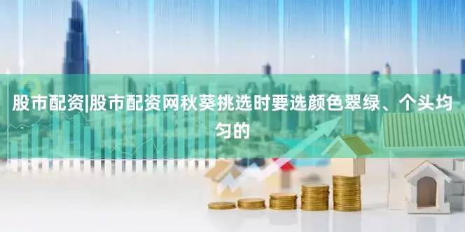 股市配资|股市配资网秋葵挑选时要选颜色翠绿、个头均匀的